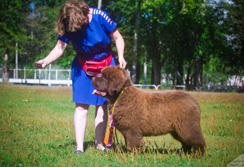 Фото: ньюфаундленд Brownblood MSK Veles Alister (Браунблад МСК Велес Алистер)