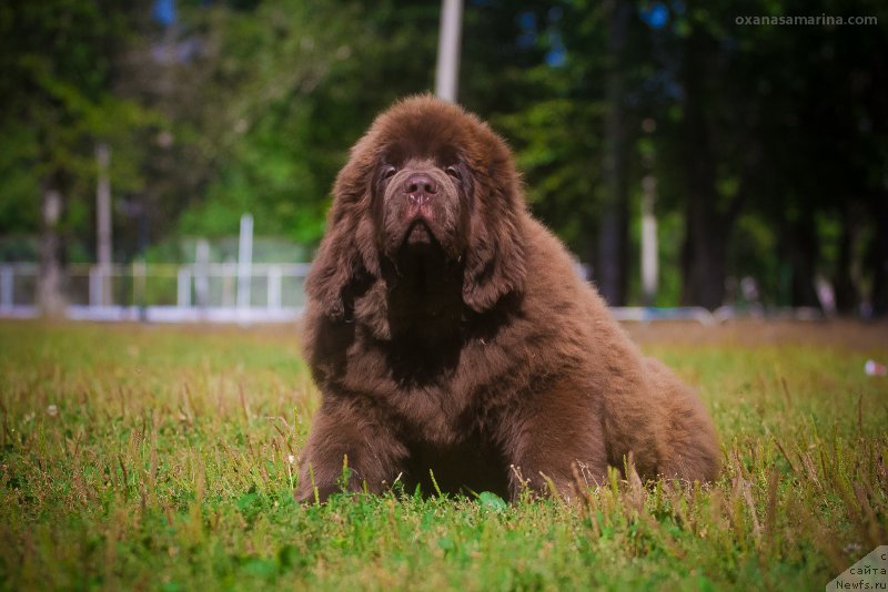 Фото: ньюфаундленд Brownblood MSK Veles Alister (Браунблад МСК Велес Алистер)