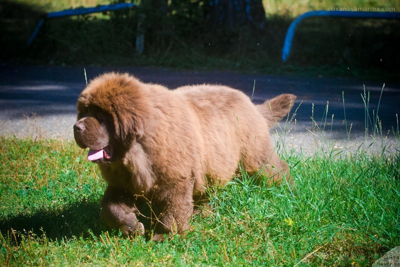 Фото: ньюфаундленд Brownblood MSK Veles Alister (Браунблад МСК Велес Алистер)
