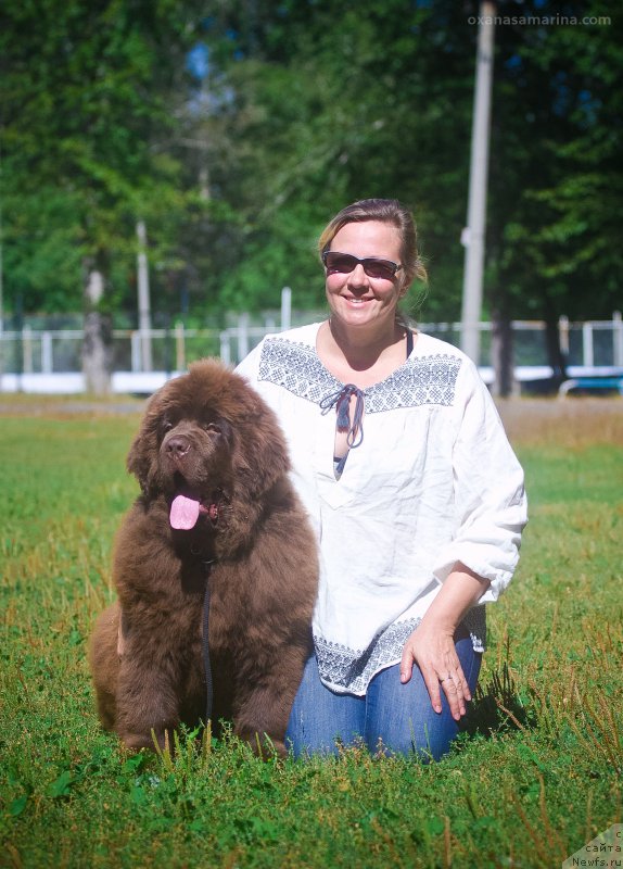 Фото: ньюфаундленд Brownblood MSK Veles Alister (Браунблад МСК Велес Алистер)