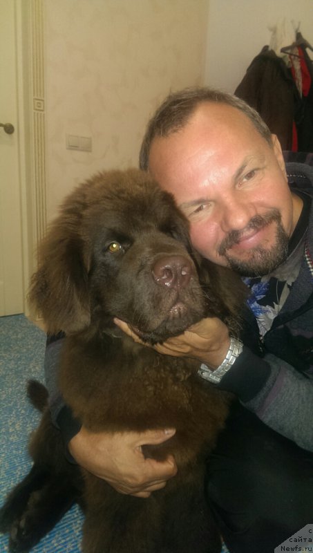 Фото: ньюфаундленд Braunblad MSK Brem Berri (Браунблад МСК Брем Берри)