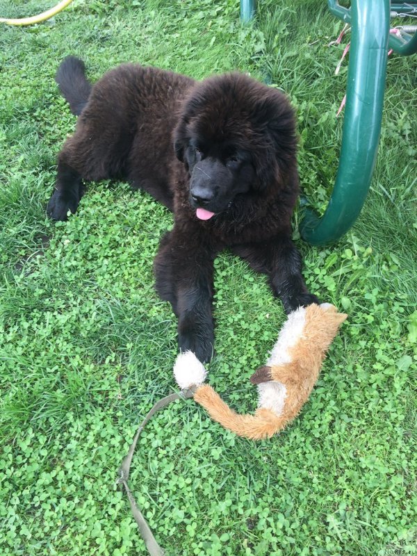 Фото: ньюфаундленд Braunblad MSK Breda Kollin (Браунблад МСК Бреда Коллин)