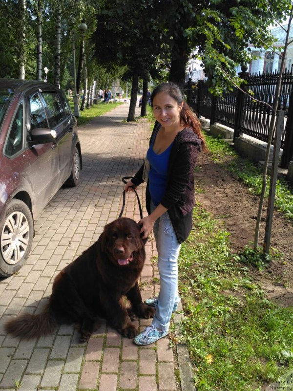 Фото: ньюфаундленд Nikol Gold Star (Николь Голд Стар)