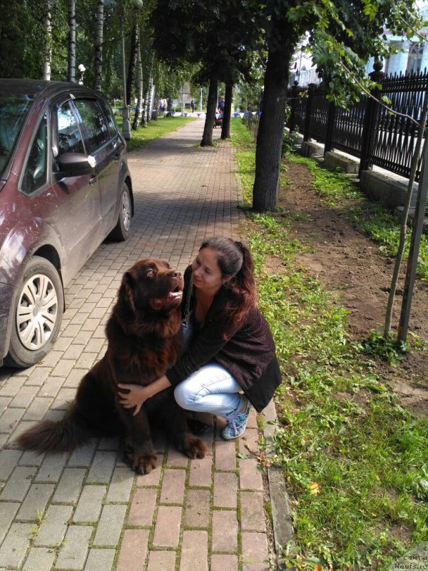 Фото: ньюфаундленд Nikol Gold Star (Николь Голд Стар), YUliya Demidova (Юлия Демидова)