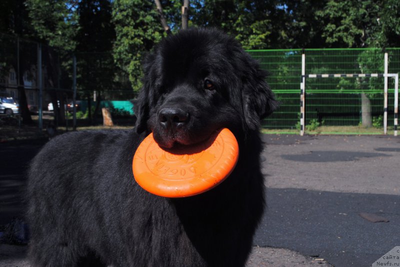 Фото: ньюфаундленд Kiper Soul Layon Hyeert (Кипер Соул Лайон Хэерт)