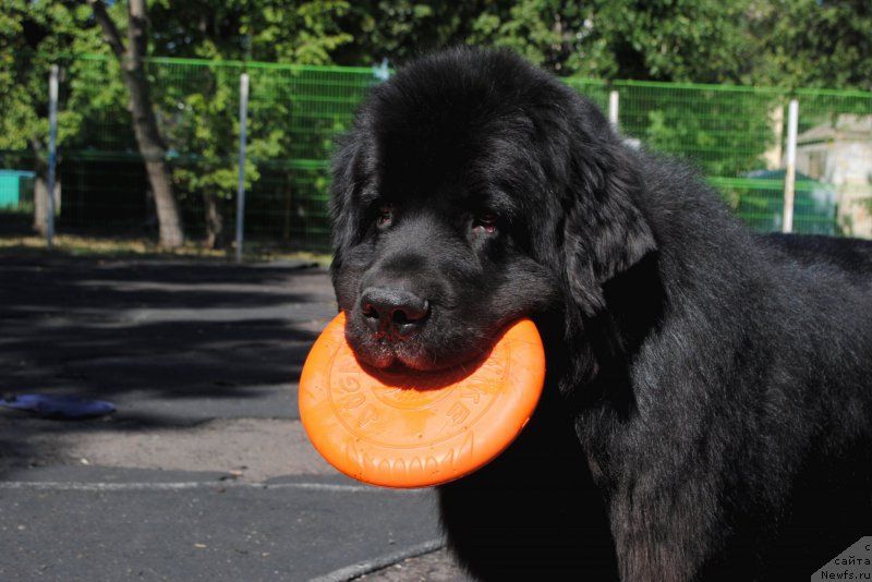 Фото: ньюфаундленд Kiper Soul Layon Hyeert (Кипер Соул Лайон Хэерт)