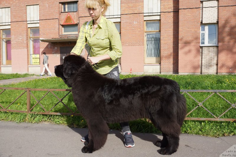 Фото: ньюфаундленд Smigar Blondy Marilyn (Смигар Блонди Мэрилин), Anastasiya YEduardova (Анастасия Эдуардова)