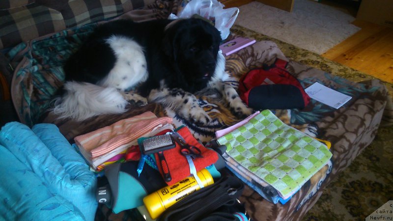 Фотография № 212561