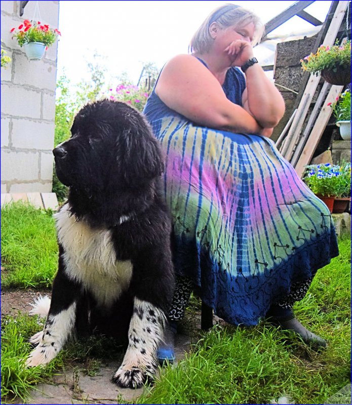 Фото: ньюфаундленд Aquatoriya Kelvin Domino (Акватория Келвин Домино), Natal'ya Malinina (Наталья Малинина)