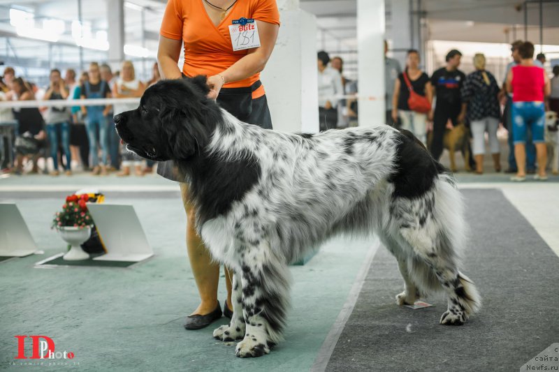 Фото: ньюфаундленд Skazochnaya Kroha SHampan' (Сказочная Кроха Шампань)