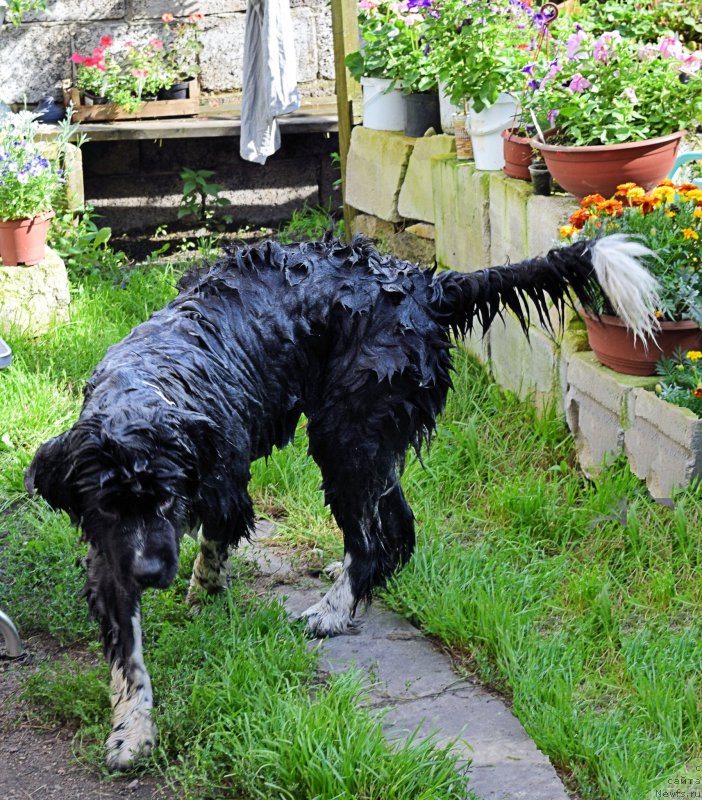 Фото: ньюфаундленд Aquatoriya Kelvin Domino (Акватория Келвин Домино)