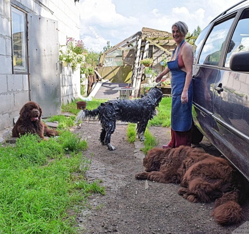 Фото: ньюфаундленд Fann'yuf Jelannaya Madmuazel' SHante Blyuz (Фанньюф Желанная Мадмуазель Шанте Блюз), ньюфаундленд Aquatoriya Kelvin Domino (Акватория Келвин Домино), [p1115][d7785]