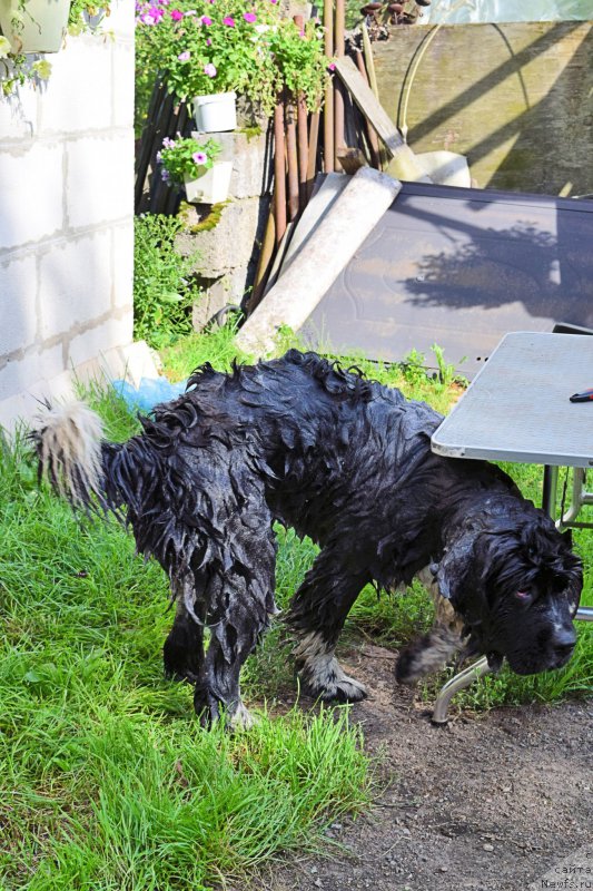 Фото: ньюфаундленд Aquatoriya Kelvin Domino (Акватория Келвин Домино)