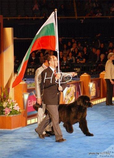 Фото: ньюфаундленд King of Helluland Choose Me (King of Helluland Choose Me)