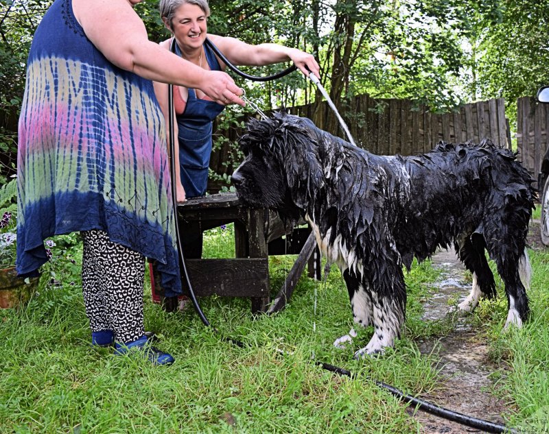 Фото: ньюфаундленд Aquatoriya Kelvin Domino (Акватория Келвин Домино), Natal'ya Malinina (Наталья Малинина), Ol'ga Braslavskaya (Ольга Браславская)