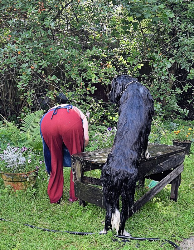 Фото: Ol'ga Braslavskaya (Ольга Браславская), ньюфаундленд Aquatoriya Kelvin Domino (Акватория Келвин Домино)