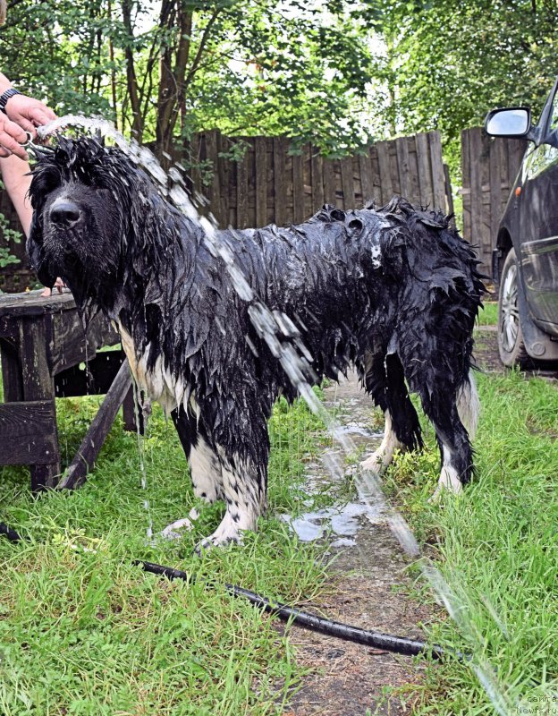 Фото: ньюфаундленд Aquatoriya Kelvin Domino (Акватория Келвин Домино)