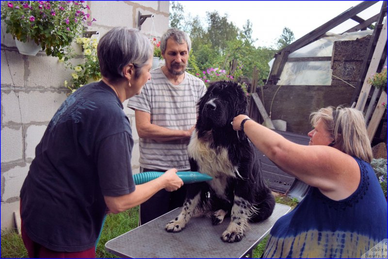 Фото: Ol'ga Braslavskaya (Ольга Браславская), Витя, ньюфаундленд Aquatoriya Kelvin Domino (Акватория Келвин Домино), Natal'ya Malinina (Наталья Малинина)