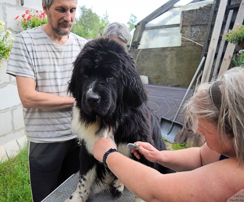 Фото: Витя, ньюфаундленд Aquatoriya Kelvin Domino (Акватория Келвин Домино), Natal'ya Malinina (Наталья Малинина)