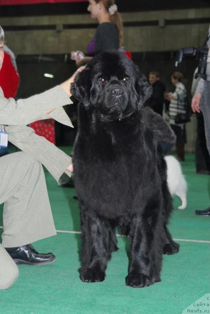 Фото: ньюфаундленд Djentli Bon iz Medvej'ego YAra (Джентли Бон из Медвежьего Яра)