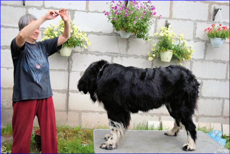 Фото: Ol'ga Braslavskaya (Ольга Браславская), ньюфаундленд Aquatoriya Kelvin Domino (Акватория Келвин Домино)