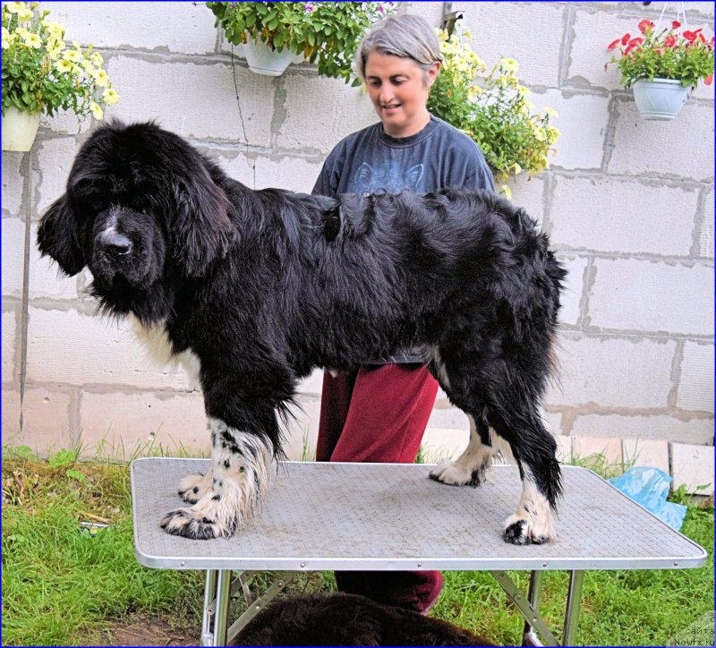 Фото: ньюфаундленд Aquatoriya Kelvin Domino (Акватория Келвин Домино), Ol'ga Braslavskaya (Ольга Браславская)