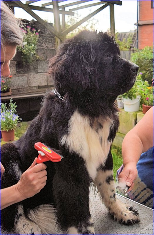 Фото: ньюфаундленд Aquatoriya Kelvin Domino (Акватория Келвин Домино)