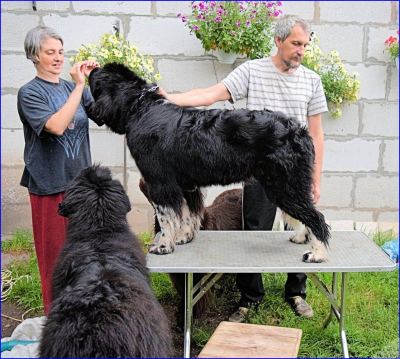 Фото: ньюфаундленд Aquatoriya Kelvin Domino (Акватория Келвин Домино), Ol'ga Braslavskaya (Ольга Браславская), ВИТЯ