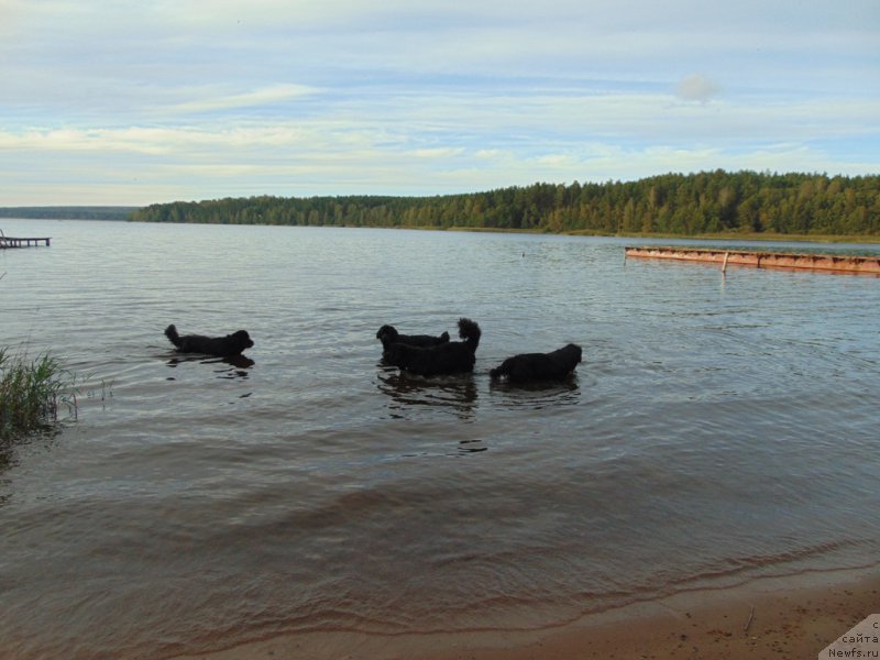 Фото: ньюфаундленд Belkonder-Klab YAlungo Strong (Белкондер-Клаб Ялунго Стронг), ньюфаундленд Tselogo Mira Malo iz Arkaima (Целого Мира Мало из Аркаима), ньюфаундленд Belkonder-Club Dostuchat'sya Do Nebes (Белкондер-Клаб Достучаться До Небес), ньюфаундленд Treasure for Belkonder-Club Midnight Bear