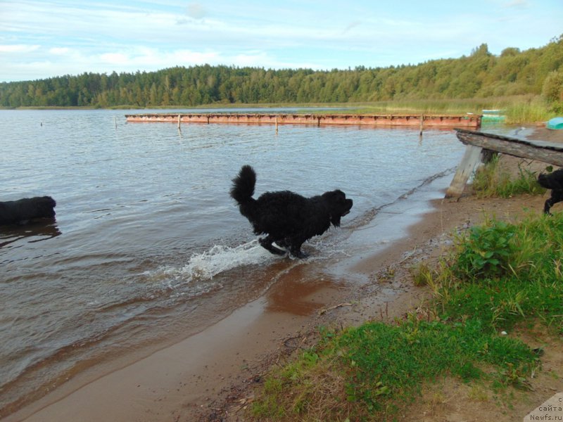 Фото: ньюфаундленд Belkonder-Klab YAlungo Strong (Белкондер-Клаб Ялунго Стронг)