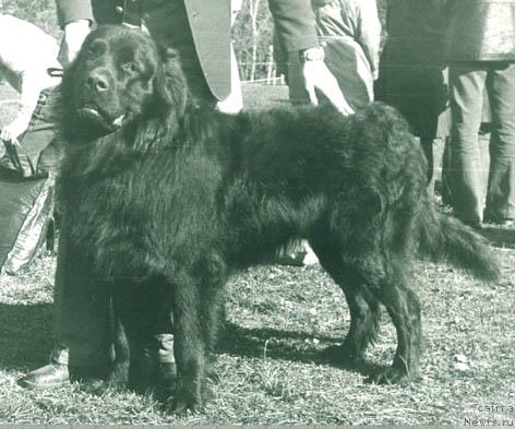 Фото: ньюфаундленд Dunkan Tay (Дункан Тай)