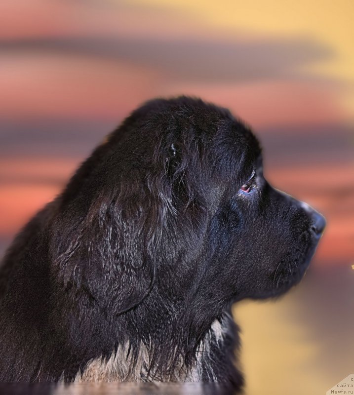 Фото: ньюфаундленд Aquatoriya Kelvin Domino (Акватория Келвин Домино)