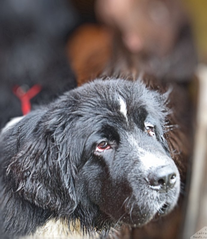 Фото: ньюфаундленд Aquatoriya Kelvin Domino (Акватория Келвин Домино)