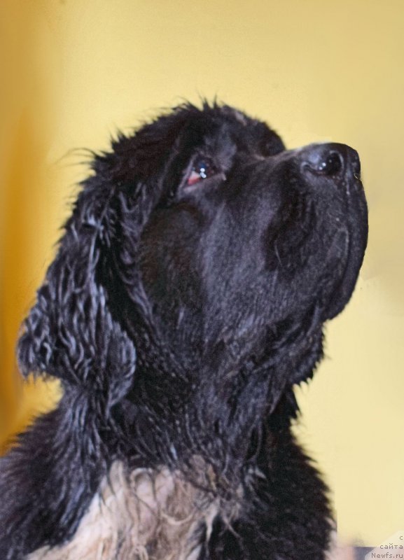 Фото: ньюфаундленд Aquatoriya Kelvin Domino (Акватория Келвин Домино)