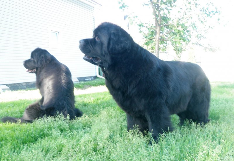 Фото: ньюфаундленд Tselogo Mira Malo iz Arkaima (Целого Мира Мало из Аркаима)