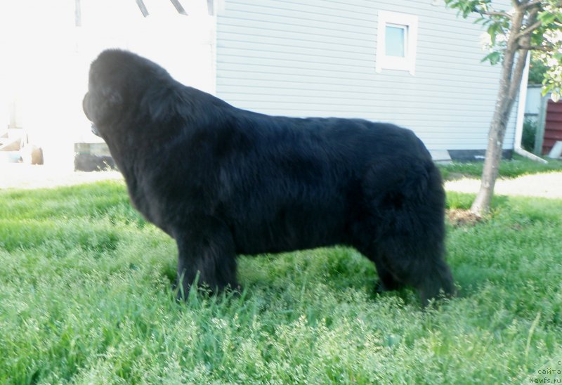 Фото: ньюфаундленд Tselogo Mira Malo iz Arkaima (Целого Мира Мало из Аркаима)