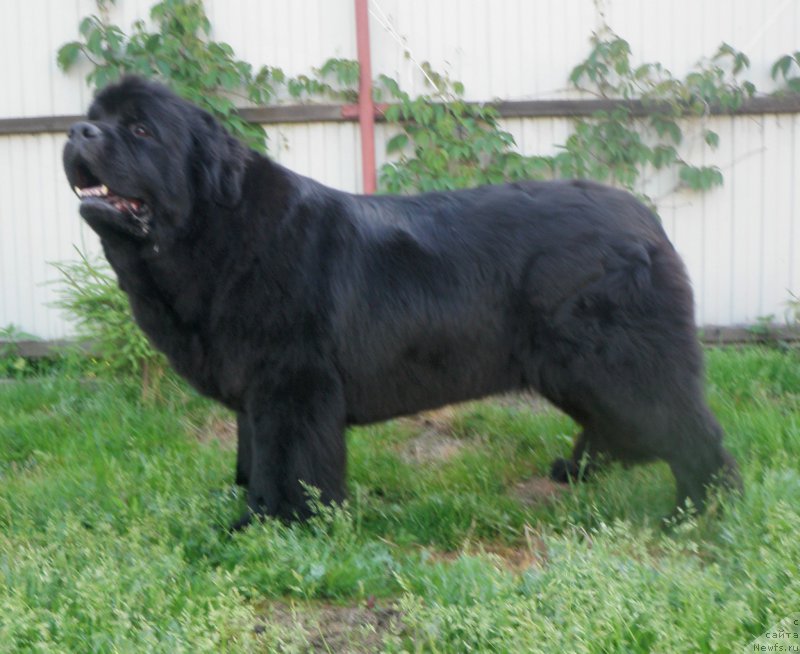 Фото: ньюфаундленд Tselogo Mira Malo iz Arkaima (Целого Мира Мало из Аркаима)