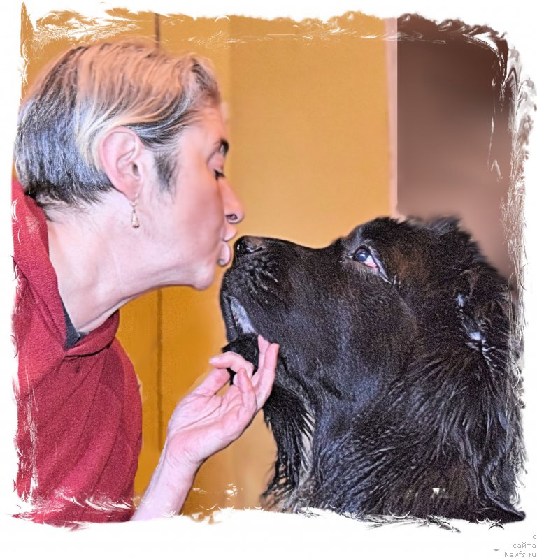 Фото: Ol'ga Braslavskaya (Ольга Браславская), ньюфаундленд Aquatoriya Kelvin Domino (Акватория Келвин Домино)