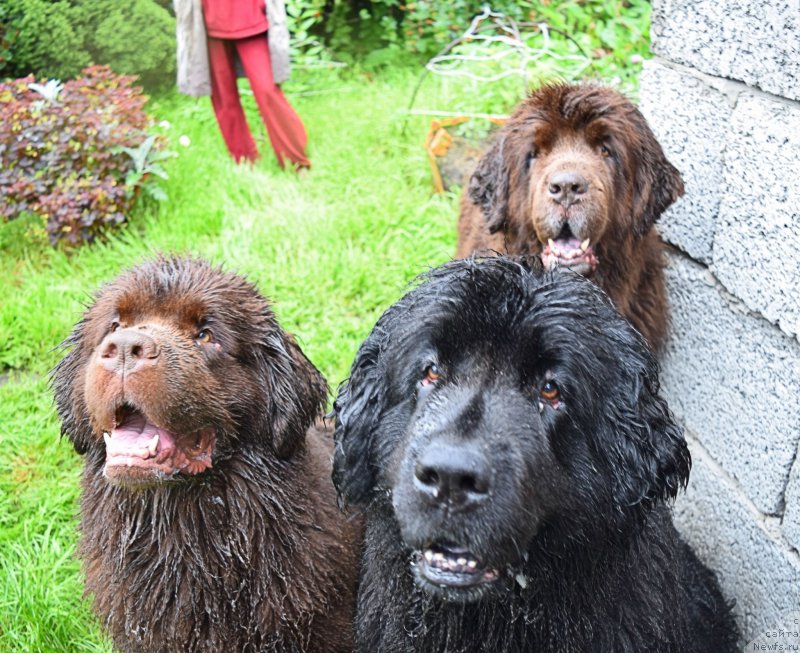 Фото: ньюфаундленд Funnewf Gospozha Udacha (Фанньюф Госпожа Удача), ньюфаундленд Funnewf Uletnaya Devchenka (Фанньюф Улетная Девчонка), ньюфаундленд Fann'yuf Jelannaya Madmuazel' SHante Blyuz (Фанньюф Желанная Мадмуазель Шанте Блюз)