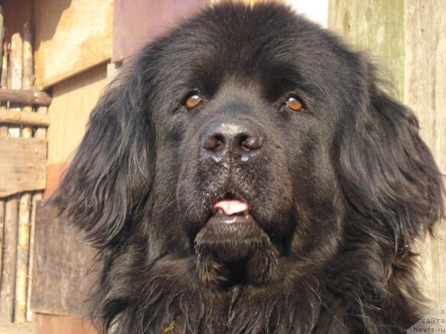 Фото: ньюфаундленд Mag Ispolin Borislava dlya Ol'gi (Маг Исполин Борислава для Ольги)