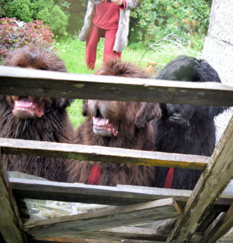 Фото: ньюфаундленд Fann'yuf Jelannaya Madmuazel' SHante Blyuz (Фанньюф Желанная Мадмуазель Шанте Блюз), ньюфаундленд Funnewf Gospozha Udacha (Фанньюф Госпожа Удача), ньюфаундленд Funnewf Uletnaya Devchenka (Фанньюф Улетная Девчонка)