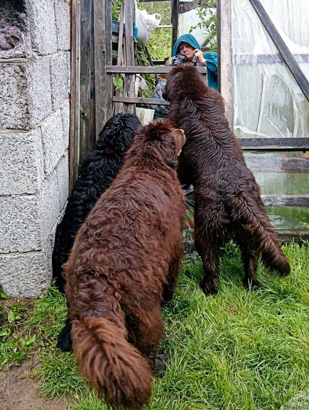 Фото: ньюфаундленд Funnewf Gospozha Udacha (Фанньюф Госпожа Удача), ньюфаундленд Funnewf Uletnaya Devchenka (Фанньюф Улетная Девчонка), ньюфаундленд Fann'yuf Jelannaya Madmuazel' SHante Blyuz (Фанньюф Желанная Мадмуазель Шанте Блюз), Ol'ga Esina (Ольга Есина)