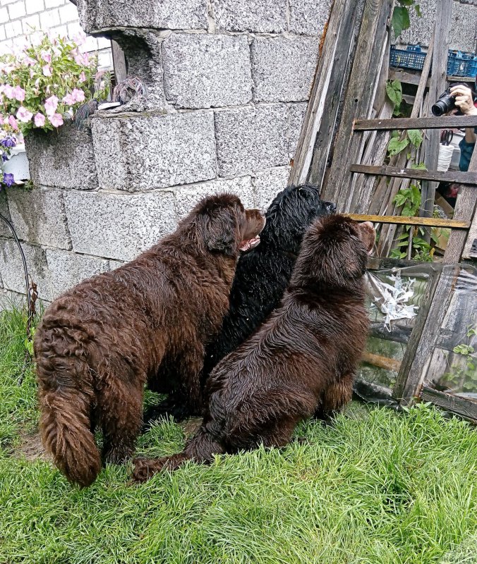 Фото: ньюфаундленд Funnewf Gospozha Udacha (Фанньюф Госпожа Удача), ньюфаундленд Funnewf Uletnaya Devchenka (Фанньюф Улетная Девчонка), ньюфаундленд Fann'yuf Jelannaya Madmuazel' SHante Blyuz (Фанньюф Желанная Мадмуазель Шанте Блюз)