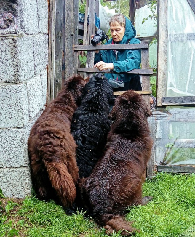 Фото: ньюфаундленд Funnewf Gospozha Udacha (Фанньюф Госпожа Удача), ньюфаундленд Funnewf Uletnaya Devchenka (Фанньюф Улетная Девчонка), ньюфаундленд Fann'yuf Jelannaya Madmuazel' SHante Blyuz (Фанньюф Желанная Мадмуазель Шанте Блюз), Ol'ga Esina (Ольга Есина)