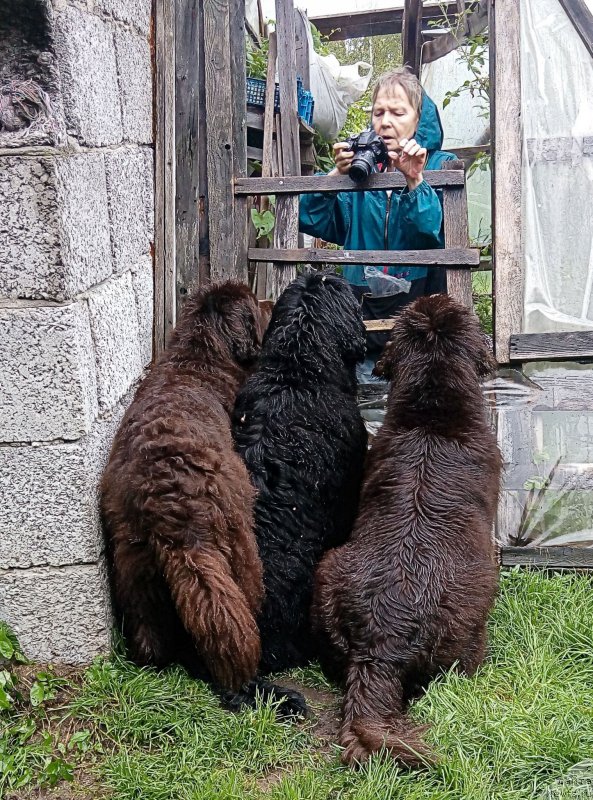 Фото: ньюфаундленд Funnewf Gospozha Udacha (Фанньюф Госпожа Удача), ньюфаундленд Funnewf Uletnaya Devchenka (Фанньюф Улетная Девчонка), ньюфаундленд Fann'yuf Jelannaya Madmuazel' SHante Blyuz (Фанньюф Желанная Мадмуазель Шанте Блюз), Ol'ga Esina (Ольга Есина)