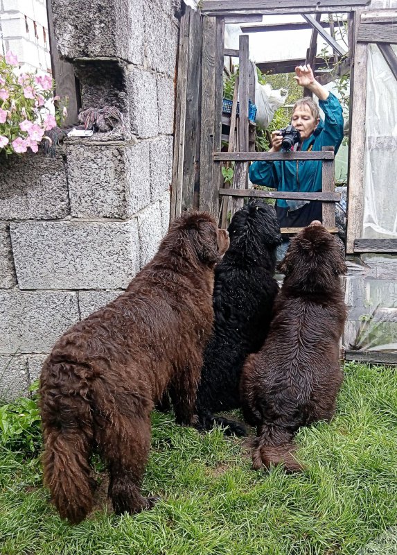 Фото: ньюфаундленд Funnewf Gospozha Udacha (Фанньюф Госпожа Удача), ньюфаундленд Funnewf Uletnaya Devchenka (Фанньюф Улетная Девчонка), ньюфаундленд Fann'yuf Jelannaya Madmuazel' SHante Blyuz (Фанньюф Желанная Мадмуазель Шанте Блюз), Ol'ga Esina (Ольга Есина)