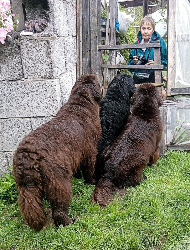Фото: ньюфаундленд Funnewf Gospozha Udacha (Фанньюф Госпожа Удача), ньюфаундленд Funnewf Uletnaya Devchenka (Фанньюф Улетная Девчонка), ньюфаундленд Fann'yuf Jelannaya Madmuazel' SHante Blyuz (Фанньюф Желанная Мадмуазель Шанте Блюз), Ol'ga Esina (Ольга Есина)