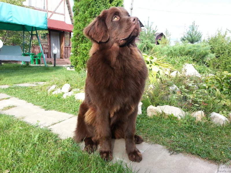 Фото: ньюфаундленд Braunblad MSK Syemmi Less (Браунблад МСК Сэмми Лесс)
