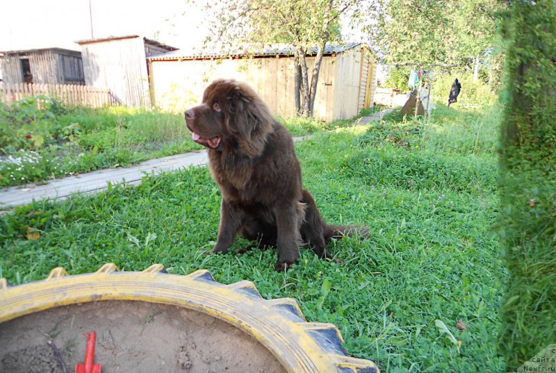 Фото: ньюфаундленд Braunblad MSK Sidni Svitin Sanlayt (Браунблад МСК Сидни Свитин Санлайт)