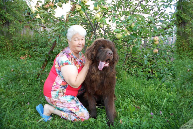 Фото: ньюфаундленд Braunblad MSK Sidni Svitin Sanlayt (Браунблад МСК Сидни Свитин Санлайт)